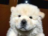 Evi̇ni̇zi̇n Yeni̇ Neşesi̇ Chow Chow Yavrulari