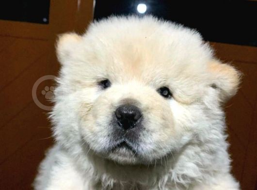 Evi̇ni̇zi̇n Yeni̇ Neşesi̇ Chow Chow Yavrulari görsel