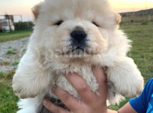 Üreti̇mden Chow Chow Yavrulari görsel