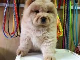 ANATOMİ HARİKASI CHOW CHOW YAVRULARI