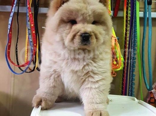 Anatomi̇ Hari̇kasi Chow Chow Yavrulari