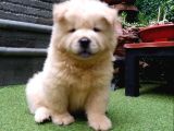 Safkan A Kali̇te Chow Chow Yavrulari