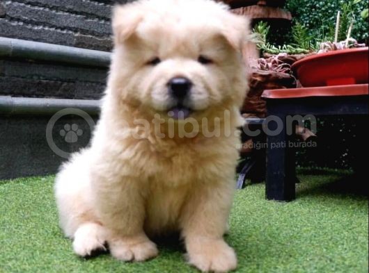 Safkan A Kali̇te Chow Chow Yavrulari görsel