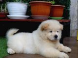 Safkan A Kali̇te Chow Chow Yavrulari