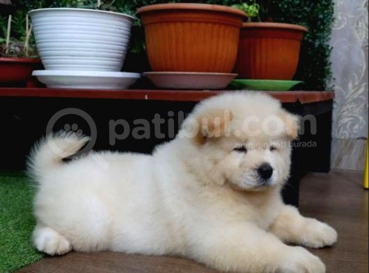 Safkan A Kali̇te Chow Chow Yavrulari görsel