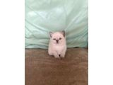 Mükemmel Güzelli̇kte Bri̇ti̇sh Shorthai̇r Bluepoi̇nt