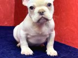 MUHTEŞEM, MAVİ GÖZLÜ FRENCH BULLDOG PLATİNYUM YAVRUMUZ