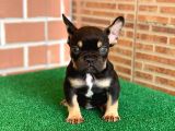 Safkan French Bulldog Black Tan Erkek Yavrumuz