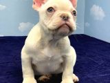PLATİNUM ERKEK FRENCH BULLDOG