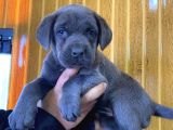 Blue Cane Corso Yavrular Burkem Den