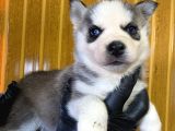 Maviş Gözlü Husky Yavruları Burkem Drn