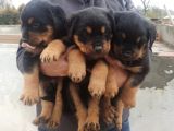 Rottweiler yavrular