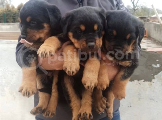 Rottweiler Yavrular