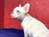Muhteşem, Mavi̇ Gözlü French Bulldog Plati̇nyum Yavrumuz