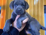 Blue Cane Corso yavrular burkem den