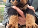 Rottweiler Yavrular