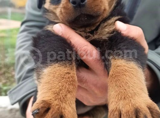 Rottweiler Yavrular görsel