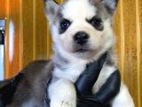 Maviş gözlü Husky yavruları Burkem drn