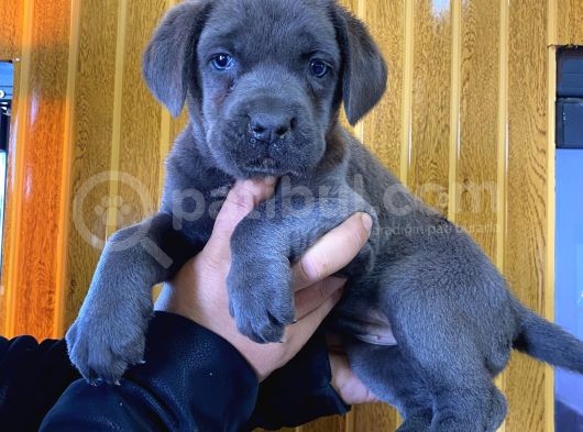 Blue Cane Corso Yavrular Burkem Den görsel
