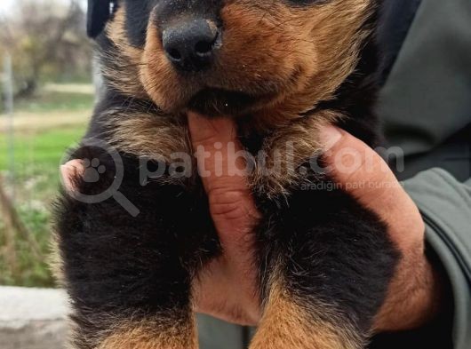 Rottweiler Yavrular görsel