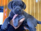 Blue Cane Corso Yavrular Burkem Den
