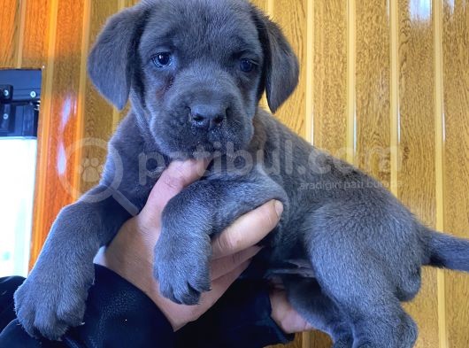 Blue Cane Corso Yavrular Burkem Den görsel