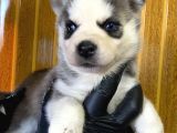 Maviş Gözlü Husky Yavruları Burkem Drn