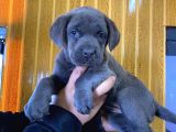 Blue Cane Corso Yavrular Burkem Den