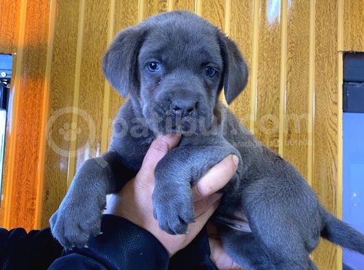 Blue Cane Corso Yavrular Burkem Den görsel