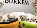 Teacup Maltese Terrier Yavrular Burkem Den