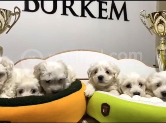 Teacup Maltese Terrier Yavrular Burkem Den görsel