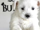 Teacup Maltese Terrier Yavrular Burkem Den