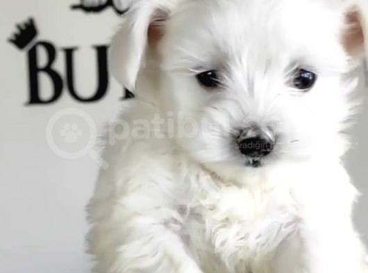 Teacup Maltese Terrier Yavrular Burkem Den görsel