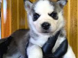 Maviş Gözlü Husky Yavruları Burkem Drn