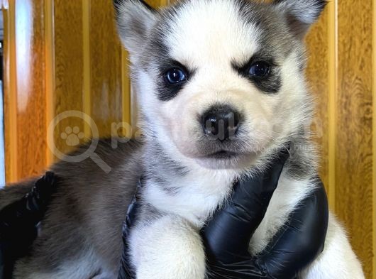 Maviş Gözlü Husky Yavruları Burkem Drn görsel