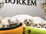 Teacup Maltese Terrier Yavrular Burkem Den