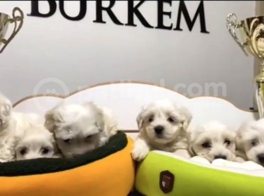 Teacup Maltese Terrier Yavrular Burkem Den görsel