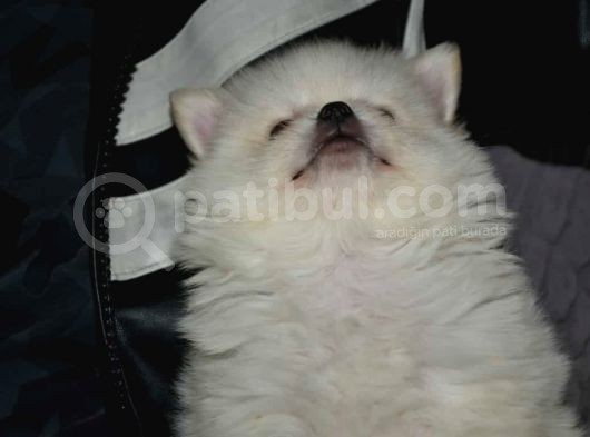 Uygun Pom Spitz Yavruz görsel