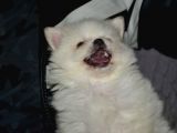 Uygun Pom Spitz Yavruz