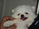 Uygun Pom Spitz Yavruz