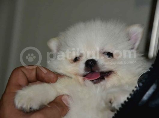 Uygun Pom Spitz Yavruz görsel