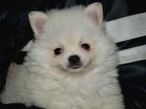 Uygun Pom Spitz Yavruz
