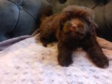 Muhteşem Çikolata Maltipoo Yavruları