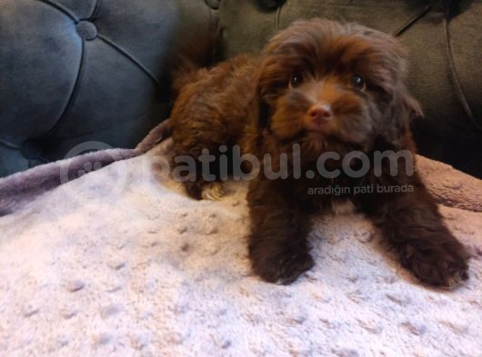 Muhteşem Çikolata Maltipoo Yavruları