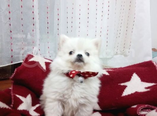 Uygun Pom Spitz Yavruz görsel
