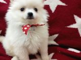 Uygun Pom Spitz Yavruz