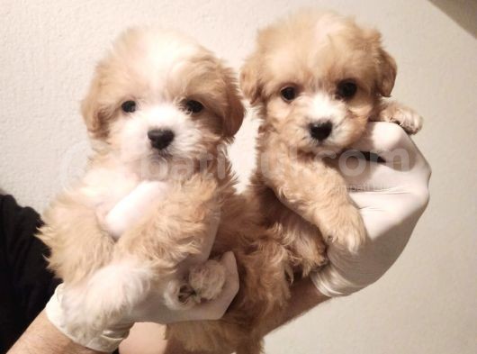 Bebek Suratlı Dişi Maltipoo Bebeğim 