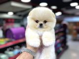 Fci Scr Belgeli Teddybear Pomeranian Boo 