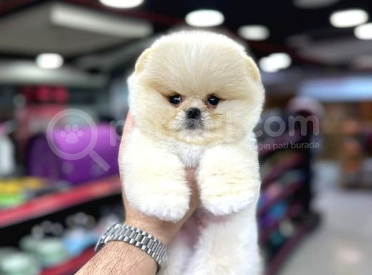 Fci Scr Belgeli Teddybear Pomeranian Boo  görsel