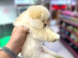 Fci Scr Belgeli Teddybear Pomeranian Boo 